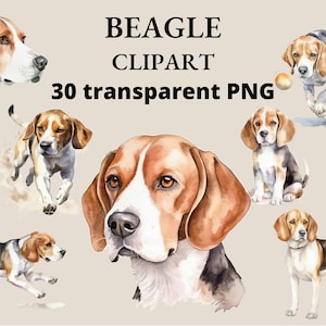 30 Beagle Clip Art, Clipart aquarelle, PNG, Beagle imprimable, aquarelle chien, Junk Journal, Collage, PNG chien, Clipart, scrapbooking, chiot PNG