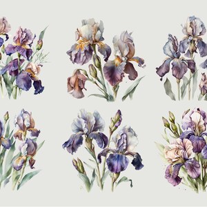 May include: Six watercolor paintings of purple, white, and blue iris flowers with green leaves and stems. The flowers are arranged in different bouquets.