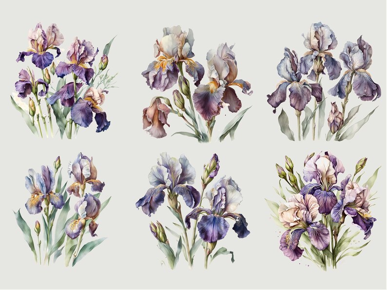 May include: Six watercolor paintings of purple, white, and blue iris flowers with green leaves and stems. The flowers are arranged in different bouquets.