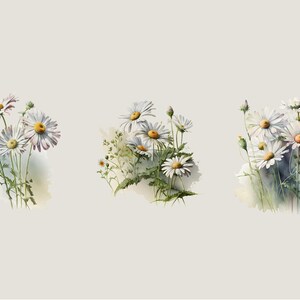 May include: Three watercolor paintings of white daisies with yellow centers. The daisies are arranged in clusters and have green stems and leaves. The background is a light gray.