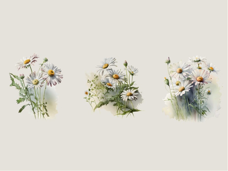 May include: Three watercolor paintings of white daisies with yellow centers. The daisies are arranged in clusters and have green stems and leaves. The background is a light gray.