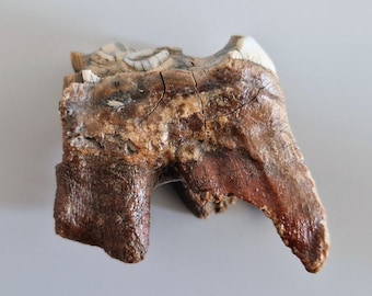 Woolly Rhinoceros Tooth,Very Large (Coelodonta antiquitatis)