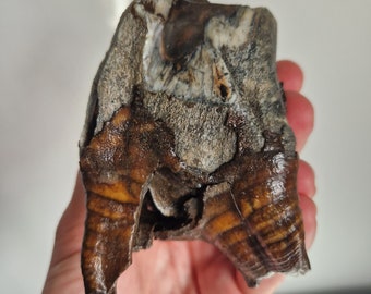 Gigantic and Stunning Woolly Rhinoceros (Coelodonta antiquitatis) Tooth