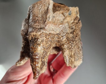 Massive Woolly Rhinoceros (Coelodonta antiquitatis) Tooth. From the Upper Jaw