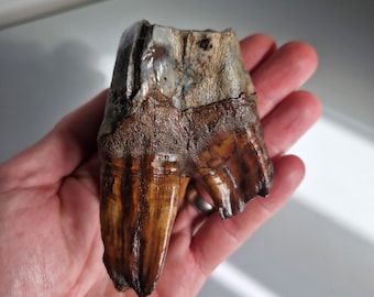 Gigantic and Stunning Woolly Rhinoceros (Coelodonta antiquitatis) Tooth