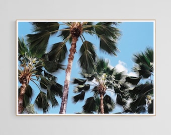 Barbados Palm Tree Film Photography - Digital Download