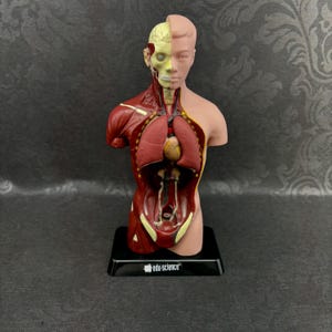 Op de afbeelding: Een anatomisch model van een menselijke romp op een zwarte voet met het opschrift edu-science. Het model heeft een half-huid exterieur en een half-ontleed interieur dat de hersenen, longen, hart en buikorganen in rode, gele en beige tinten toont.