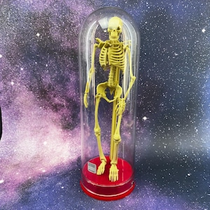 Vintage human skeleton with plastic cloche display - Halloween decor