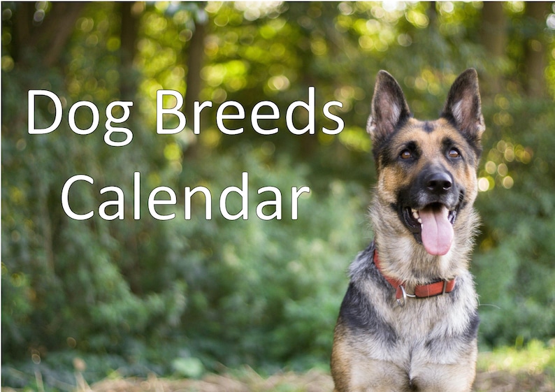 2024 Printable Dog Breeds Calendar Digital Calendar Dog Etsy