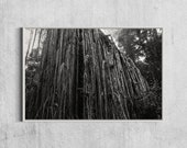 Curtain Fig Tree Fine Art Photo, Black and white Abstract Tree Photography Print, 24 x 36", decorative Artwork for Nature Lovers, Gift Idea