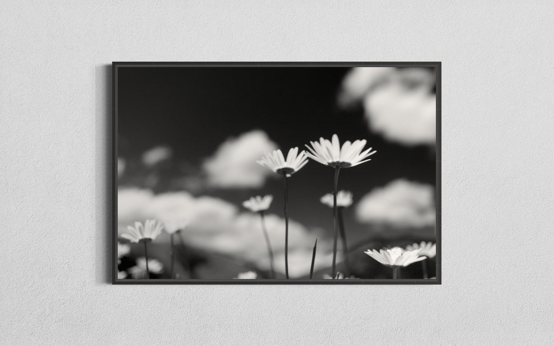 Black and White Daisy Photo, Monochrome Fine Art Print, Floral Home ...