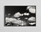 Black and white Daisy Photo, monochrome Fine Art Print, Floral Home Decor, perfect Gift for Nature Lovers, 24 x 36'' Print for living room