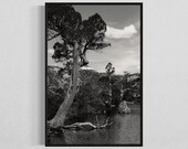 Lake and Tree minimalistic Photograph, Cradle Mountain Black White Scenic Landscape Print, Fine Art Home Decor, 24 x 36'' Print