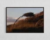 lone Tree in Wind Fine Art Print - Northland Landscape Photo, Fine Art living room decor, perfect Gift for Nature Lovers, 24 x 36'' artwork