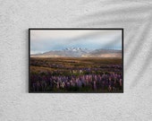 Lupin Field Lake Tekapo Scenery - Travel Fine Art Photography Print, Ideal for Living Room - Unique Gift for Mountain Lovers
