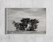 Minimalistic Tree Photography Print, Black and white Fine Art, 24 x 36", decorative Artwork for Nature Lovers, Gift Idea