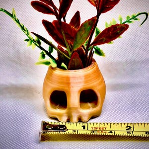 May include: A small, beige skull-shaped planter with a leafy plant inside. The planter is about 1 inch tall and is measured with a yellow tape measure.