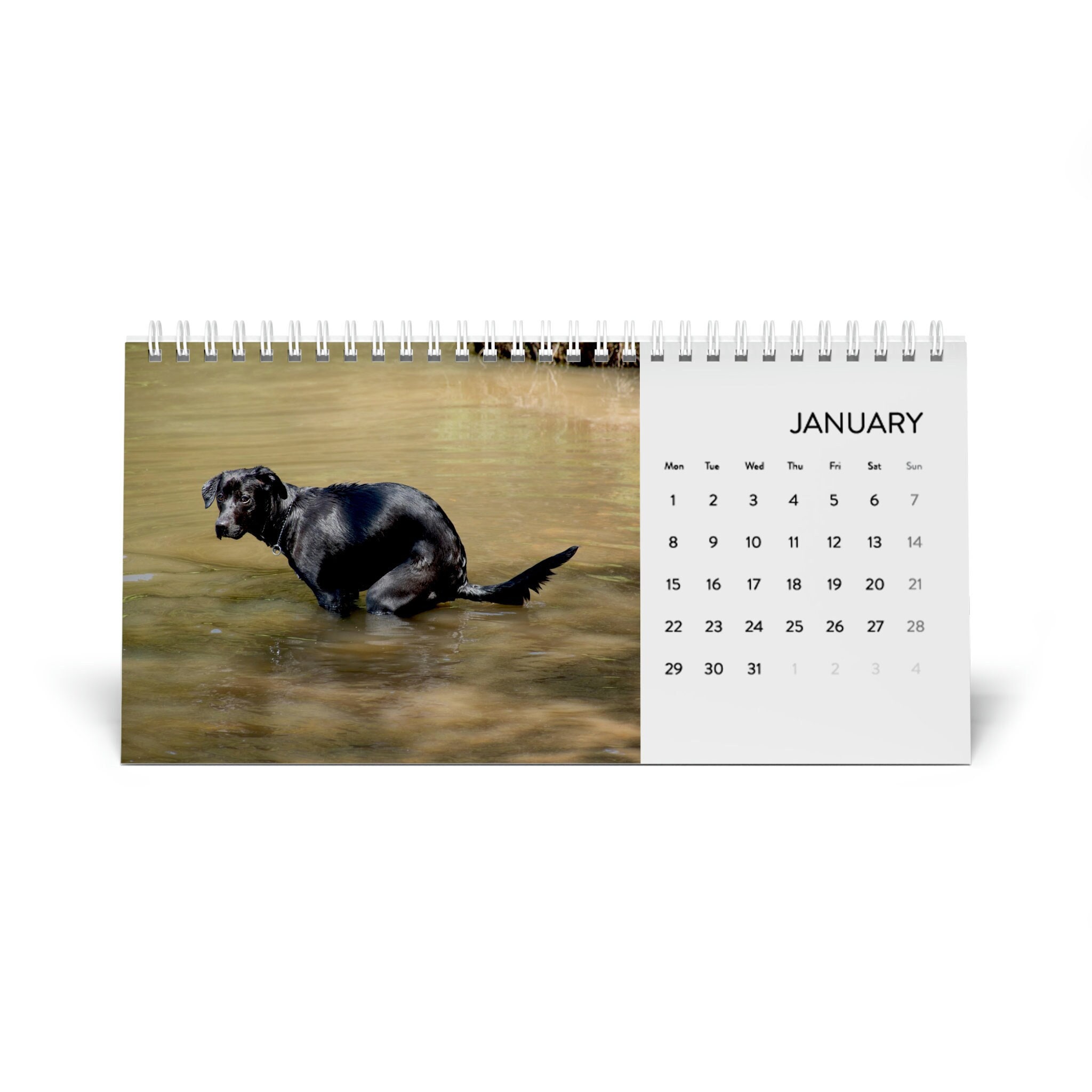 2024 Pooping Pooches Pooping Dogs 2024 Desk Calendar White Etsy Australia