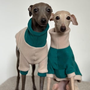 以下が含まれることがあります： お揃いの犬用セーターを着た2匹のイタリアン・グレーハウンド。セーターはベージュで、襟と袖口にティール色のアクセントが付いています。1匹はグレー、もう1匹はタンです。ニュートラルカラーの表面に座っています。