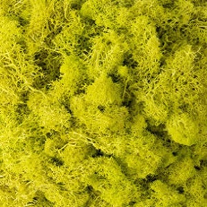 May include: A close-up of preserved green moss, a popular material for crafts and home decor.