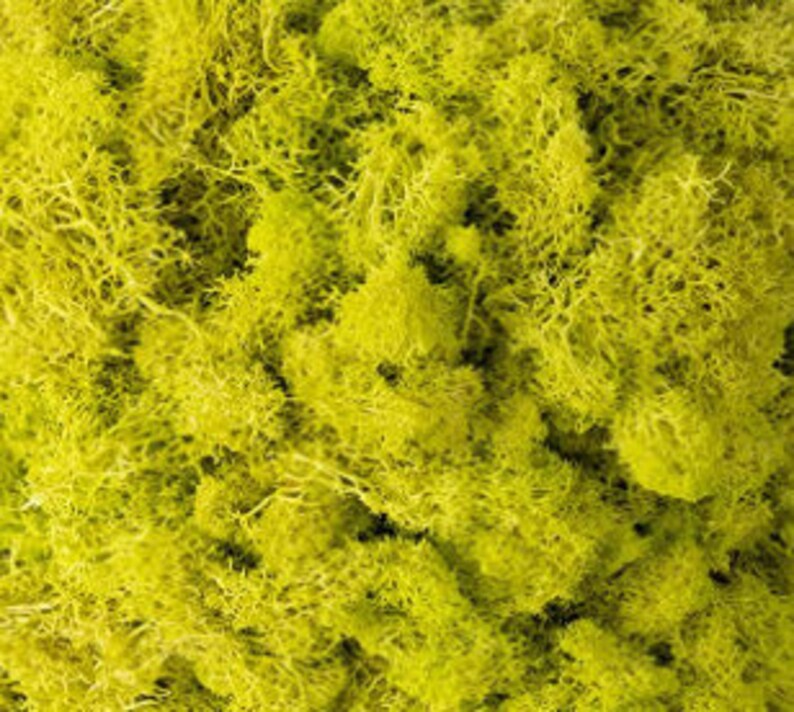 May include: A close-up of preserved green moss, a popular material for crafts and home decor.