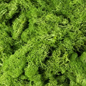 May include: A close-up of a large pile of preserved green moss. The moss is soft and fluffy, and it has a natural, earthy look.