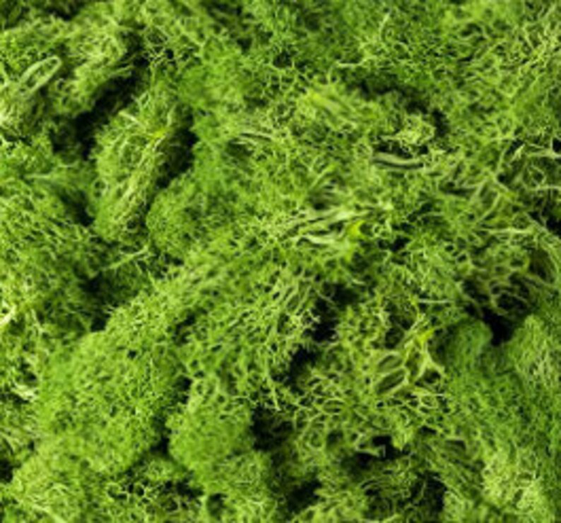 May include: A close-up of a large pile of preserved green moss. The moss is soft and fluffy, and it has a natural, earthy look.
