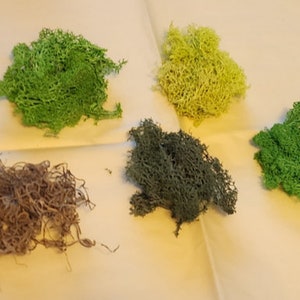 May include: Five different types of preserved moss, including green, yellow, brown, and gray. The moss is arranged on a white surface.