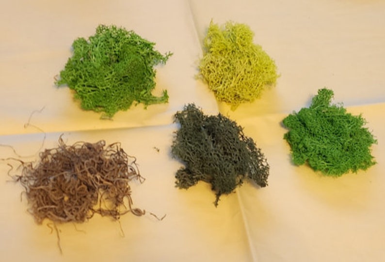 May include: Five different types of preserved moss, including green, yellow, brown, and gray. The moss is arranged on a white surface.