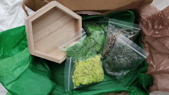 DIY Moss Kit, Moss Wall Art Kit, Holiday Gift, Unique Gift, Home & Hobby, Preserved Moss Art, Kits For Adults, Family Craft, Green Gifts
