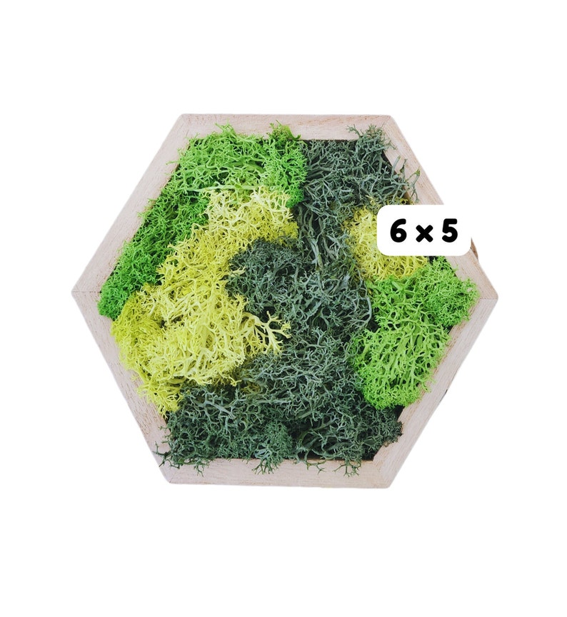 May include: A hexagonal wooden frame filled with preserved moss in shades of green and yellow. The frame measures 6 inches by 5 inches.