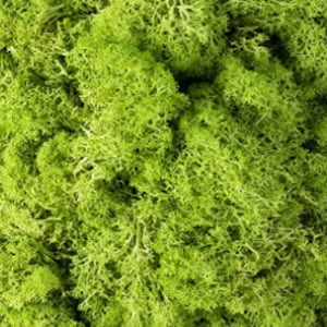 May include: A close-up of preserved green moss, a popular material for crafts and home decor.