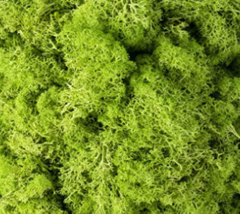 May include: A close-up of preserved green moss, a popular material for crafts and home decor.