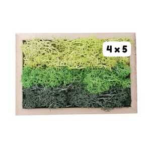 May include: A wooden frame filled with three layers of preserved moss. The moss is green, light green, and dark green. A white label with the text "4 x 5" is attached to the frame.