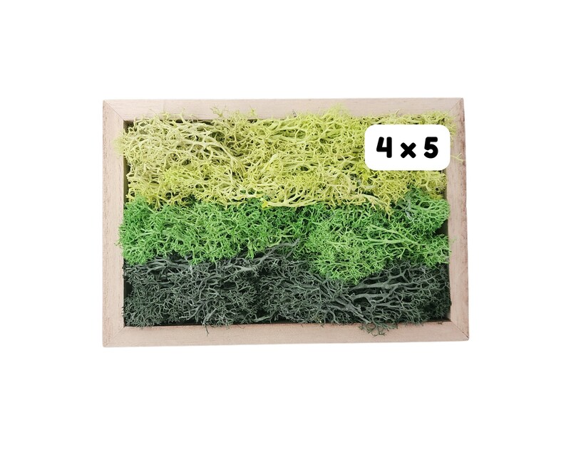 May include: A wooden frame filled with three layers of preserved moss. The moss is green, light green, and dark green. A white label with the text "4 x 5" is attached to the frame.
