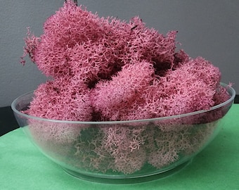 Preserved Moss, Pink Reindeer Moss, Moss Art, Pink Moss