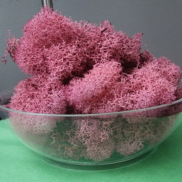 Preserved Moss, Pink Reindeer Moss, Moss Art, Pink Moss