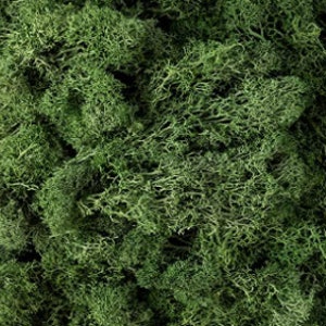 May include: A close-up of preserved green moss, a natural material often used in crafts and decor.