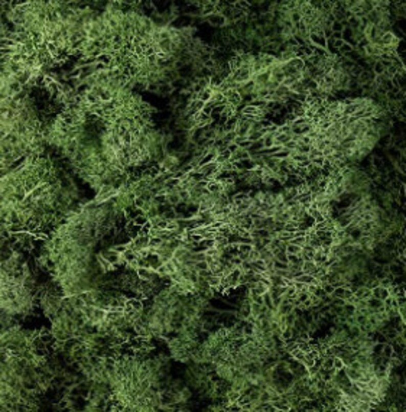 May include: A close-up of preserved green moss, a natural material often used in crafts and decor.