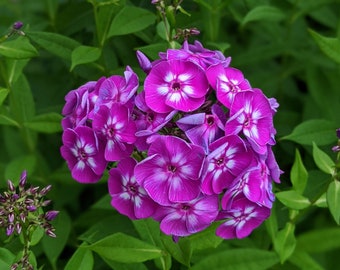 Tall Garden Phlox 'Laura', Purple Flame, Cotton Candy  (75-225+ Seeds); Perennial