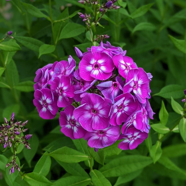 Tall Garden Phlox 'Laura', Purple Flame, Cotton Candy  (75-225+ Seeds); Perennial