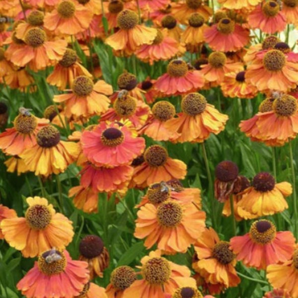 Sneezeweed | Helenium autumnale [100-300+ Seeds] Perennial