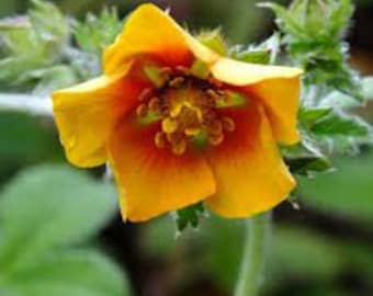 Himalayan Cinquefoil, Ruby Cinquefoil, Orange Starlit | Potentilla astrosanguinea [25+ Seeds] Perennial