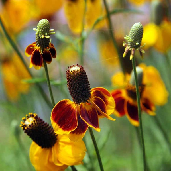 Mexican Hat | Ratibia [200-600+ Seeds] Perennial