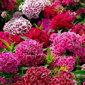 Sweet William | Dianthus barbatus [150-450+ Seeds] Biennial