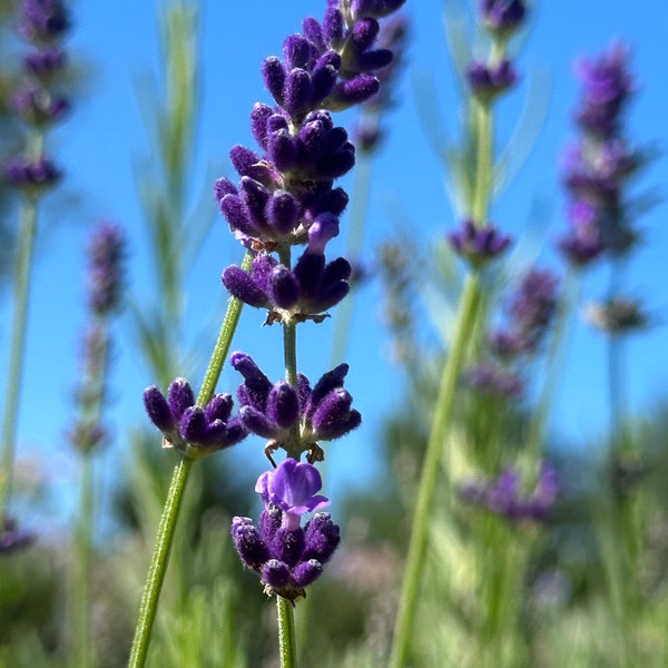 Lavender, English Lavender | Lavandula angustifolia [100-300+ Seeds] Perennial