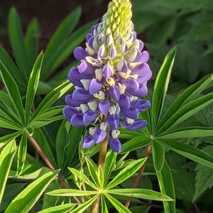 Lupine, The Governor | Lupinus Polyphyllus [50-150+ Seeds] Perennial