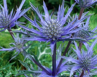 Sea Holly, Star Thistle | Eryngium planum [100-300+ Seeds] Perennial