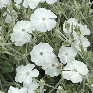 Rose Campion | Lychnis coronaria [150-450+ Seeds] Perennial