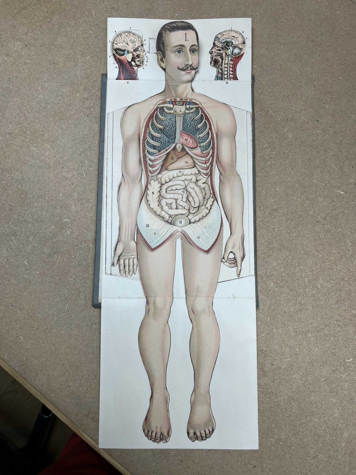 19thc Full Body Paper Fold-out Anatomical Model - Etsy